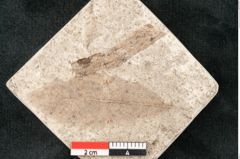 Foto (Detailansicht) von Quercus palaeoilex Ettingshausen (NHMW-GEO-2024-0188-8103)